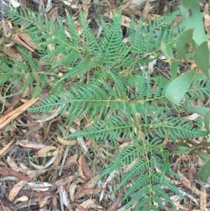 Pteridium esculentum at Mulloon, NSW - 23 May 2021