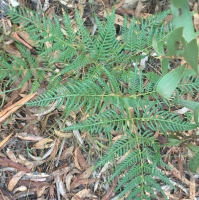 Pteridium esculentum (Bracken) at Mulloon, NSW - 23 May 2021 by Ned_Johnston