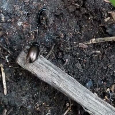 Adelium brevicorne (Bronzed field beetle) at Goulburn, NSW - 14 Jun 2021 by Rixon