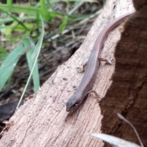 Saproscincus mustelinus at Goulburn, NSW - suppressed