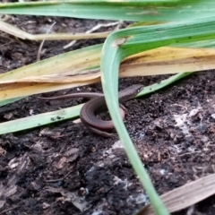 Saproscincus mustelinus at Goulburn, NSW - suppressed