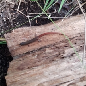 Saproscincus mustelinus at Goulburn, NSW - suppressed