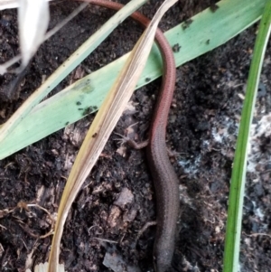 Saproscincus mustelinus at Goulburn, NSW - suppressed