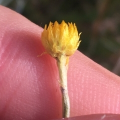 Chrysocephalum apiculatum at Mulloon, NSW - 23 May 2021 12:11 PM