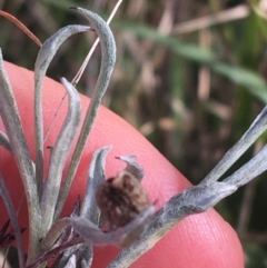 Chrysocephalum apiculatum at Mulloon, NSW - 23 May 2021