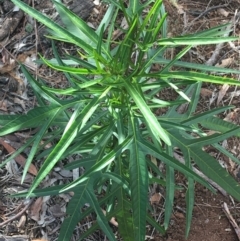 Solanum aviculare (Kangaroo Apple) at Mulloon, NSW - 23 May 2021 by NedJohnston
