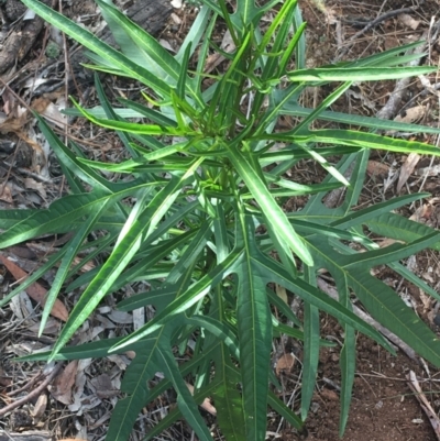 Solanum aviculare (Kangaroo Apple) at Mulloon, NSW - 23 May 2021 by Ned_Johnston