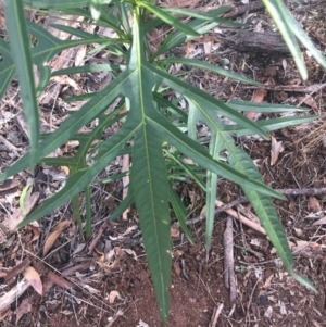 Solanum aviculare at Mulloon, NSW - 23 May 2021