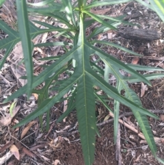 Solanum aviculare at Mulloon, NSW - 23 May 2021