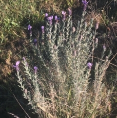 Lavandula stoechas (Spanish Lavender or Topped Lavender) at Mulloon, NSW - 22 May 2021 by Ned_Johnston