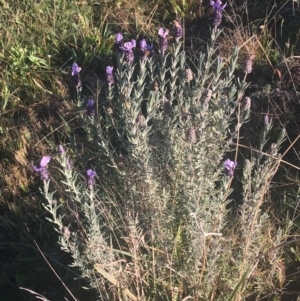 Lavandula stoechas at Mulloon, NSW - 23 May 2021