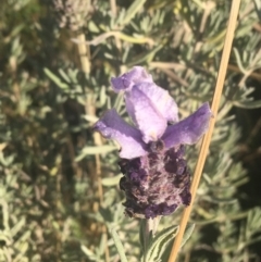 Lavandula stoechas at Mulloon, NSW - 23 May 2021