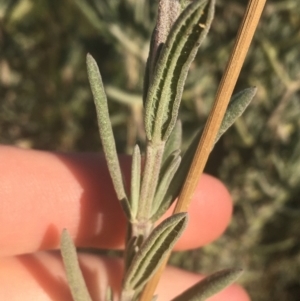 Lavandula stoechas at Mulloon, NSW - 23 May 2021