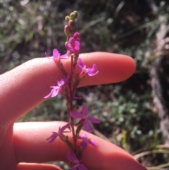 Stylidium graminifolium (Grass Triggerplant) at Scott Nature Reserve - 23 May 2021 by Ned_Johnston