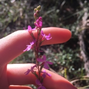 Stylidium graminifolium at Mulloon, NSW - 23 May 2021 10:06 AM