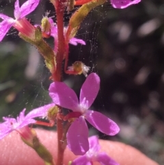 Stylidium graminifolium at Mulloon, NSW - 23 May 2021