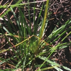 Stylidium graminifolium at Mulloon, NSW - 23 May 2021 10:06 AM