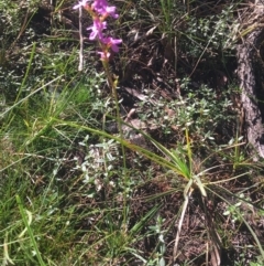 Stylidium graminifolium at Mulloon, NSW - 23 May 2021