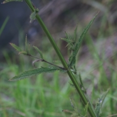 Verbena bonariensis at Albury - 13 Jun 2021 03:37 PM
