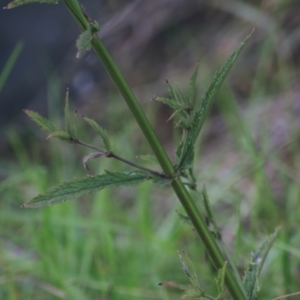 Verbena bonariensis at Albury - 13 Jun 2021 03:37 PM