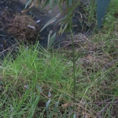 Verbena bonariensis at Albury - 13 Jun 2021