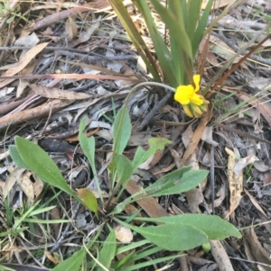 Goodenia bellidifolia subsp. bellidifolia at Mulloon, NSW - 23 May 2021