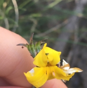 Goodenia bellidifolia subsp. bellidifolia at Mulloon, NSW - 23 May 2021 11:25 AM