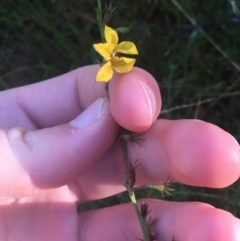 Goodenia bellidifolia subsp. bellidifolia at Mulloon, NSW - 23 May 2021