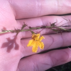 Goodenia bellidifolia subsp. bellidifolia at Mulloon, NSW - 23 May 2021 11:25 AM