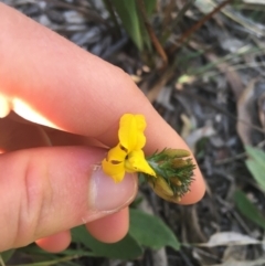 Goodenia bellidifolia subsp. bellidifolia at Mulloon, NSW - 23 May 2021