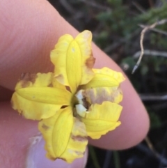 Goodenia hederacea (Ivy Goodenia) at Scott Nature Reserve - 23 May 2021 by Ned_Johnston