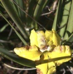 Goodenia hederacea at Mulloon, NSW - 23 May 2021 11:06 AM