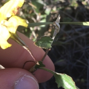 Goodenia hederacea at Mulloon, NSW - 23 May 2021