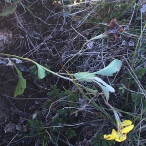 Goodenia hederacea at Mulloon, NSW - 23 May 2021