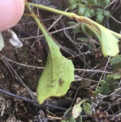 Goodenia hederacea at Mulloon, NSW - 23 May 2021