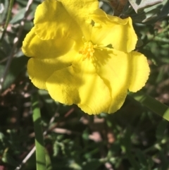 Hibbertia obtusifolia (Grey Guinea-flower) at Mulloon, NSW - 23 May 2021 by Ned_Johnston
