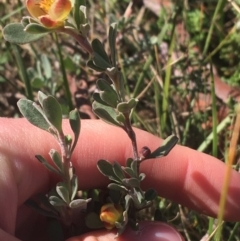 Hibbertia obtusifolia at Mulloon, NSW - 23 May 2021