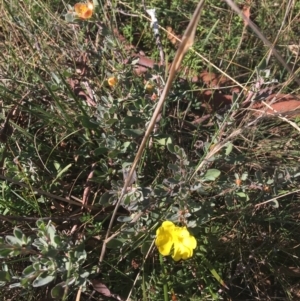 Hibbertia obtusifolia at Mulloon, NSW - 23 May 2021