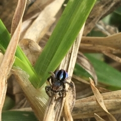 Maratus chrysomelas (Variable Peacock Spider) at Marsden Weir Park Riverside Park - 9 May 2021 by NedJohnston