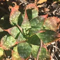 Aloe sp. at Dryandra St Woodland - 16 May 2021 by Ned_Johnston