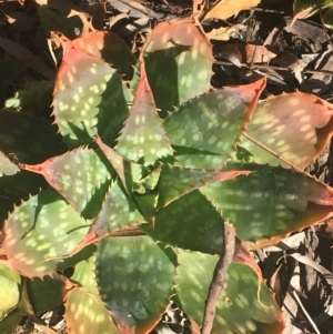 Aloe sp. at O'Connor, ACT - 16 May 2021