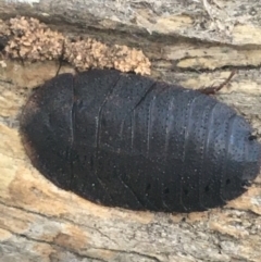 Laxta granicollis (Common bark or trilobite cockroach) at Downer, ACT - 27 Apr 2021 by Ned_Johnston