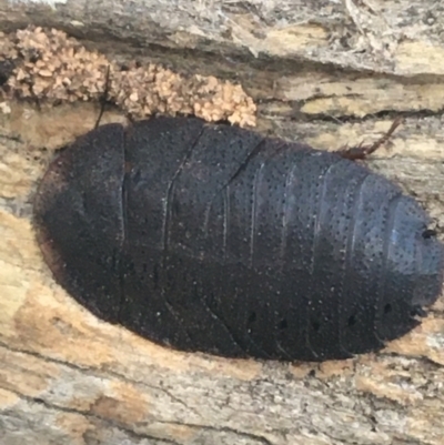 Laxta granicollis (Common bark or trilobite cockroach) at Black Mountain - 27 Apr 2021 by Ned_Johnston