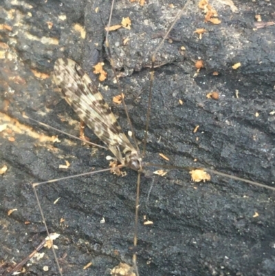 Discobola sp. (genus) (A crane fly) at Bruce Ridge - 1 Jun 2021 by NedJohnston