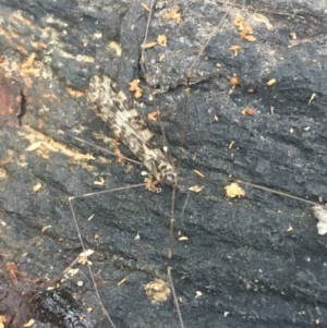 Discobola sp. (genus) at Bruce, ACT - 1 Jun 2021