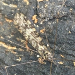 Discobola sp. (genus) at Bruce, ACT - 1 Jun 2021 10:45 AM