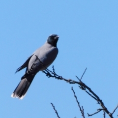 Coracina novaehollandiae (Black-faced Cuckooshrike) at Symonston, ACT - 13 Jun 2021 by CallumBraeRuralProperty