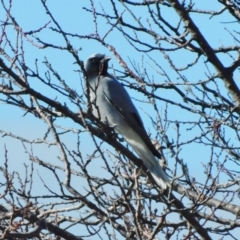 Coracina novaehollandiae at Symonston, ACT - 13 Jun 2021