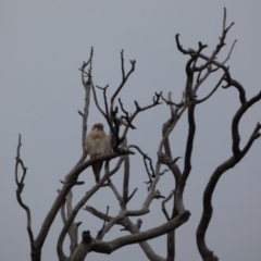 Falco cenchroides (Nankeen Kestrel) at Callum Brae - 14 Jun 2021 by alexandria1994