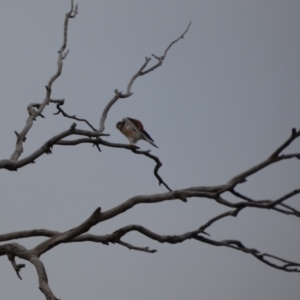 Falco cenchroides at Symonston, ACT - 14 Jun 2021